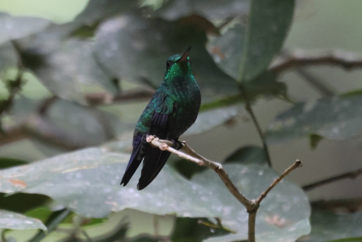 Steely-vented Hummingbird - Jorge Alcalá