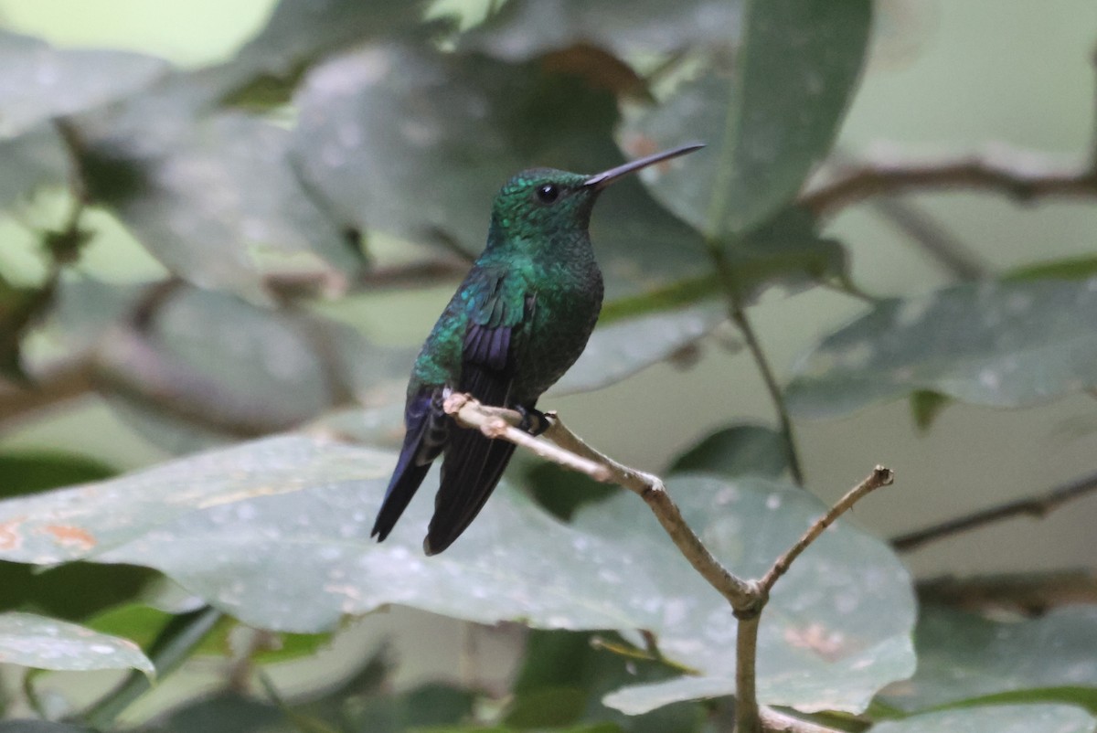 Steely-vented Hummingbird - Jorge Alcalá