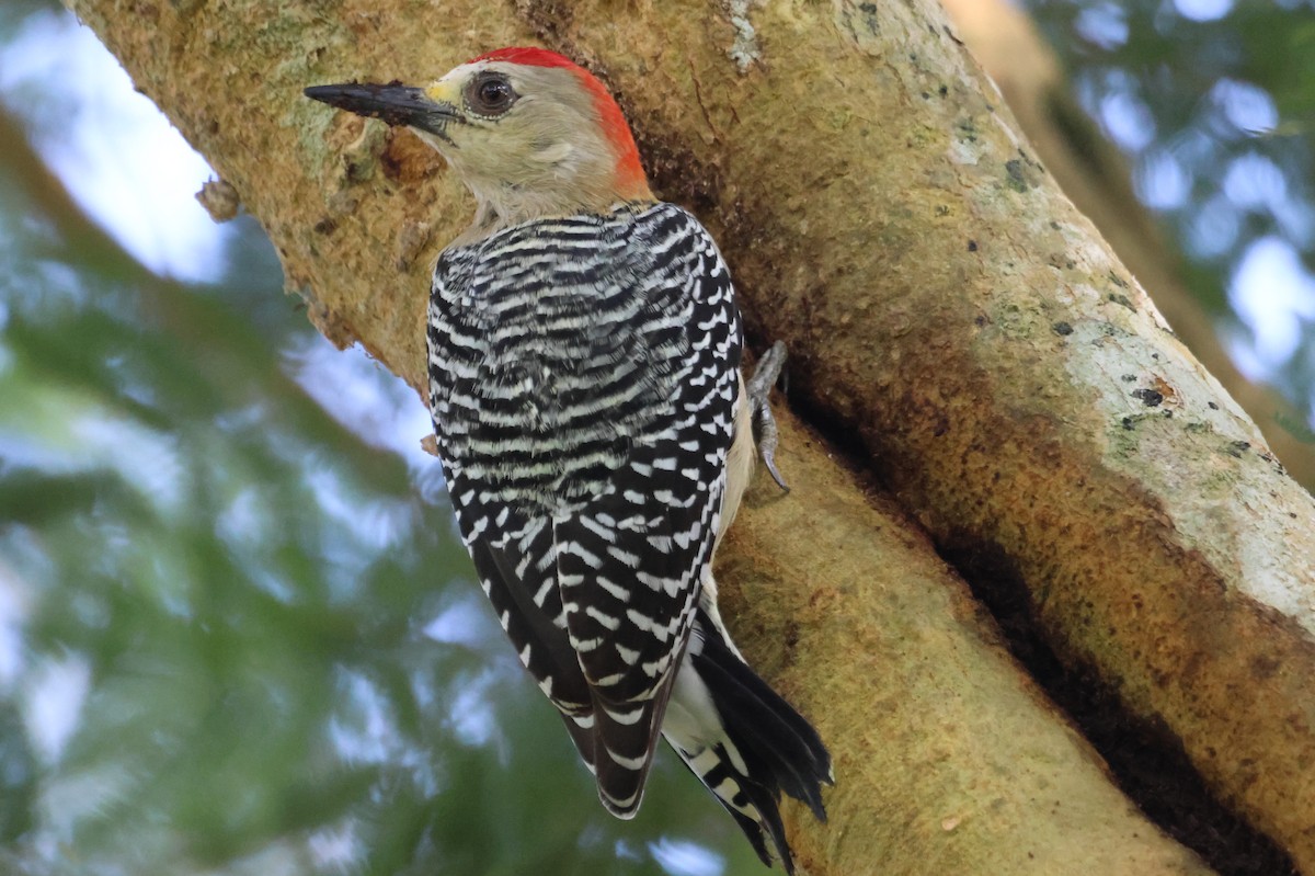Red-crowned Woodpecker - ML609610735