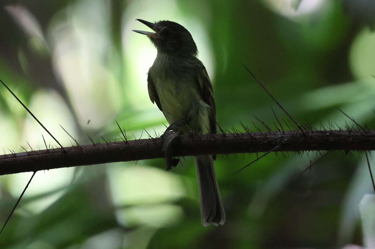 Sepia-capped Flycatcher - ML609610906