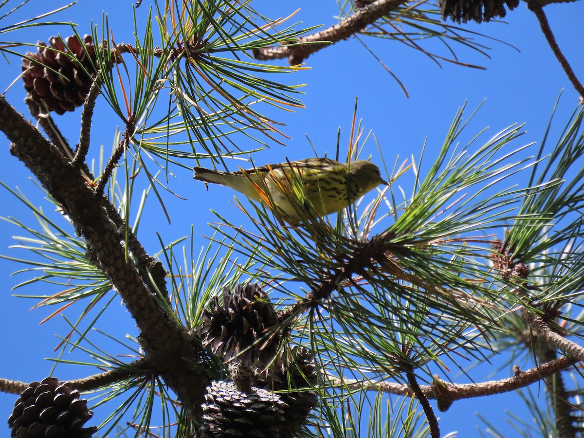 Cape May Warbler - ML609611080