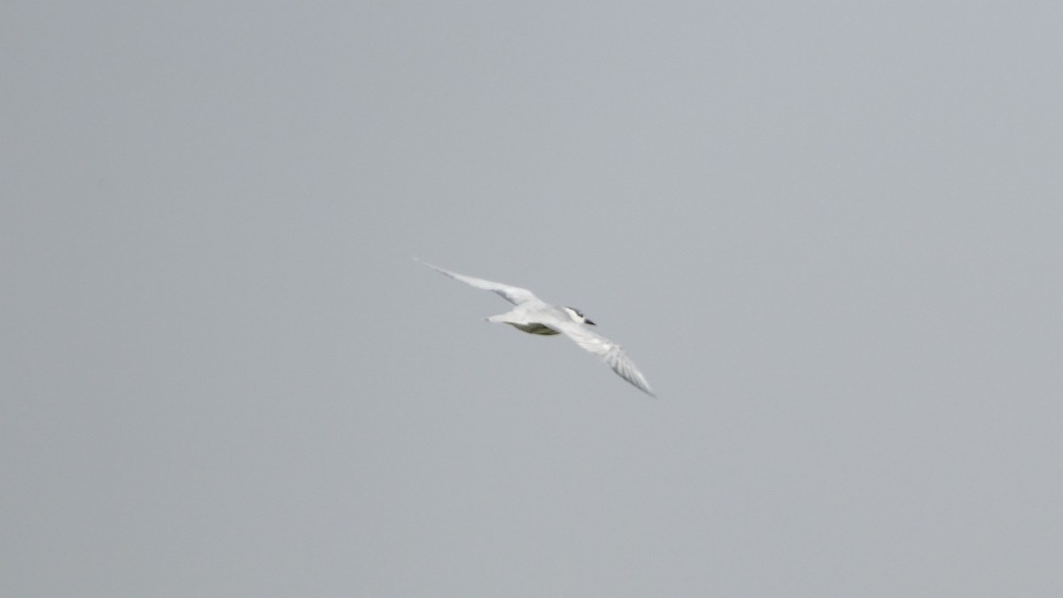 Gull-billed Tern - Andrej Bibic