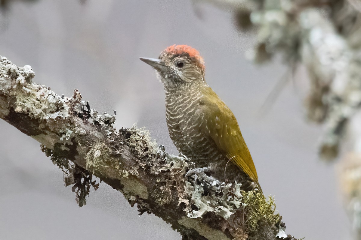 Dot-fronted Woodpecker - ML609611331