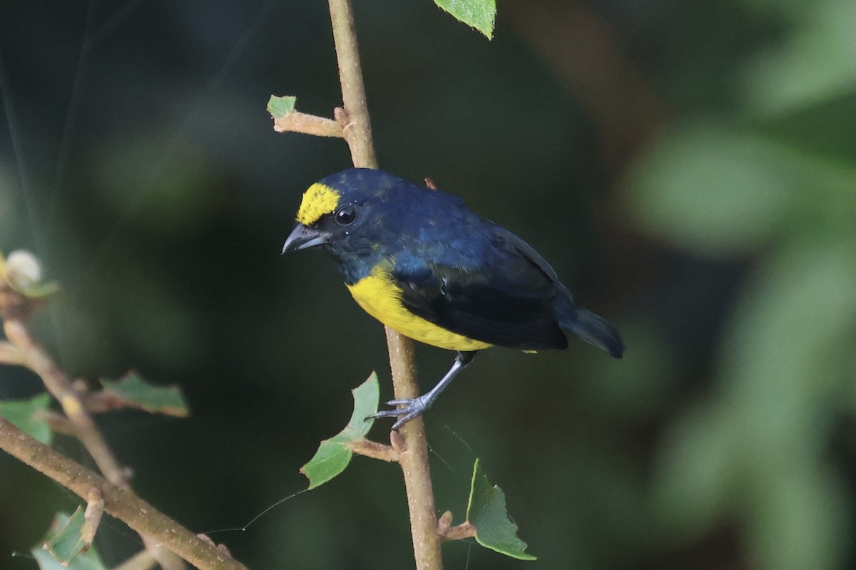 Fulvous-vented Euphonia - A Branch