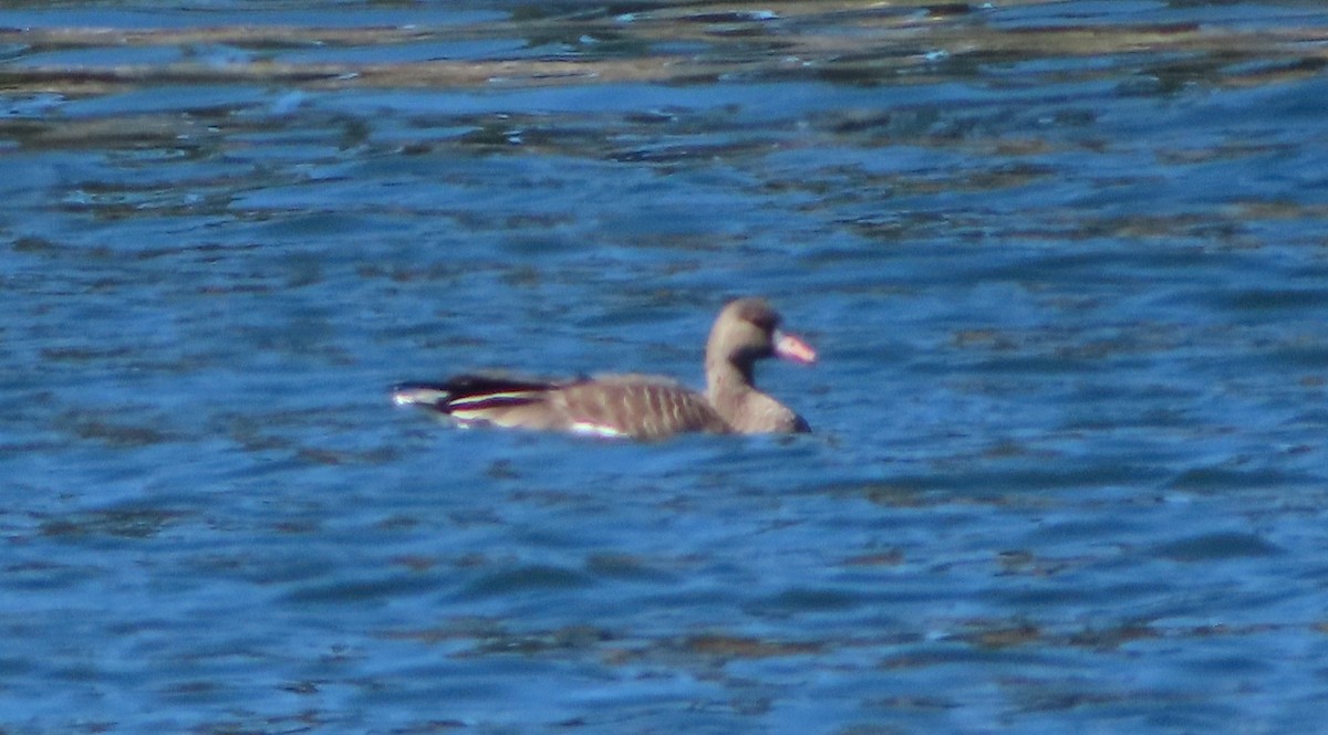 Greater White-fronted Goose - Cachuma Lake