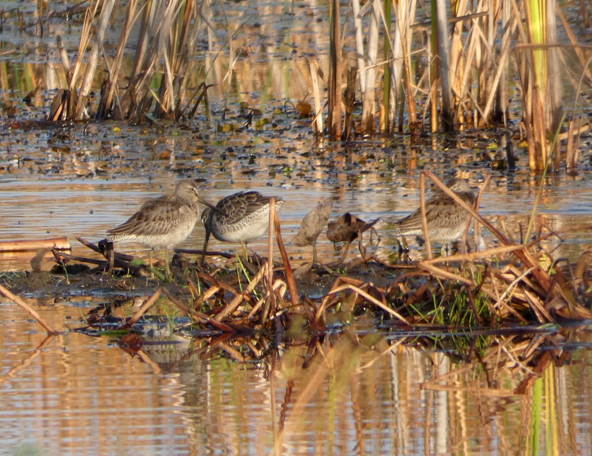 Long-billed Dowitcher - ML609612179