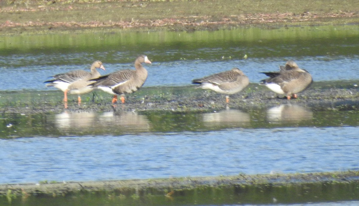 Greater White-fronted Goose - ML609612331