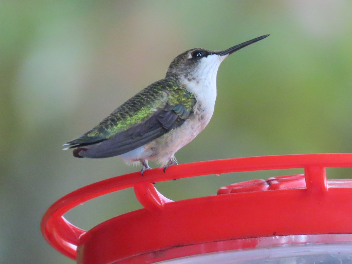 Ruby-throated Hummingbird - ML609612787