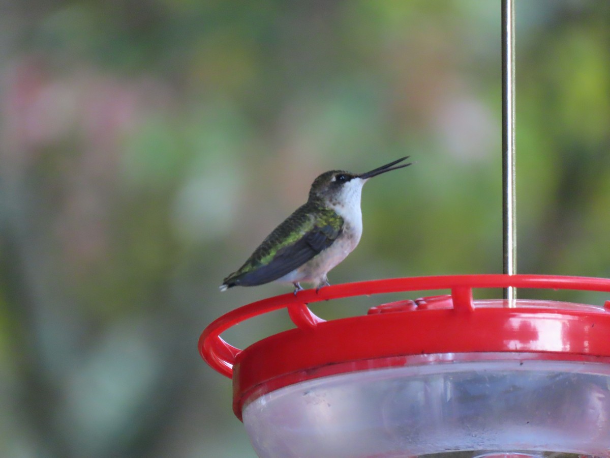 Ruby-throated Hummingbird - ML609612790