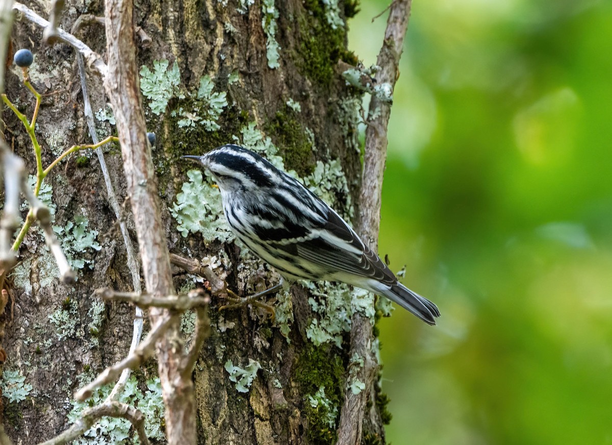 Black-and-white Warbler - ML609612815