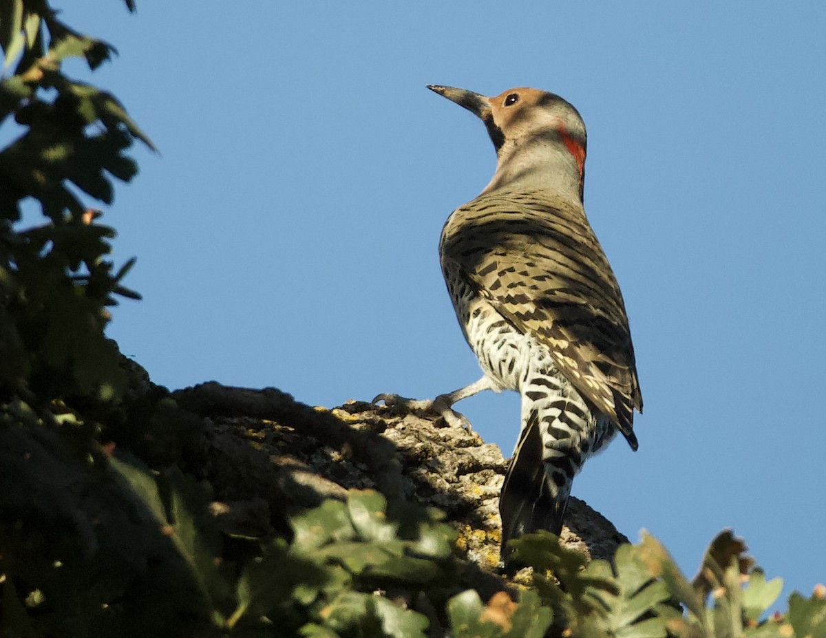 Northern Flicker (Yellow-shafted) - ML609612822