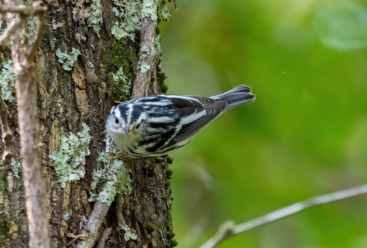 Black-and-white Warbler - ML609612824