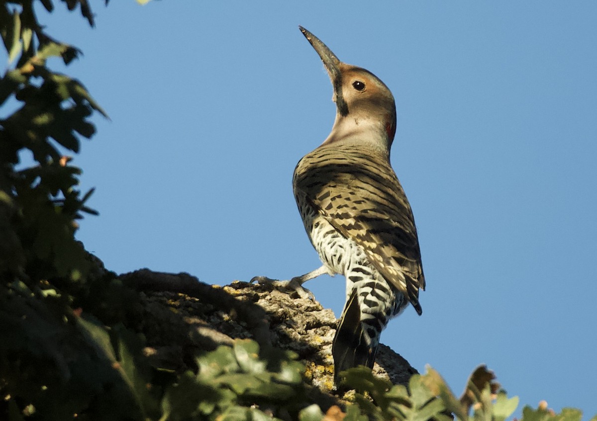 Northern Flicker (Yellow-shafted) - ML609612828