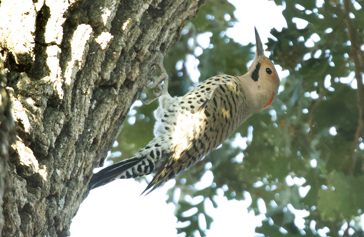 Northern Flicker (Yellow-shafted) - ML609612833