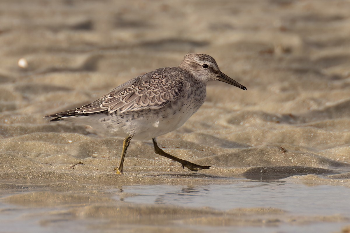 Red Knot - ML609612972