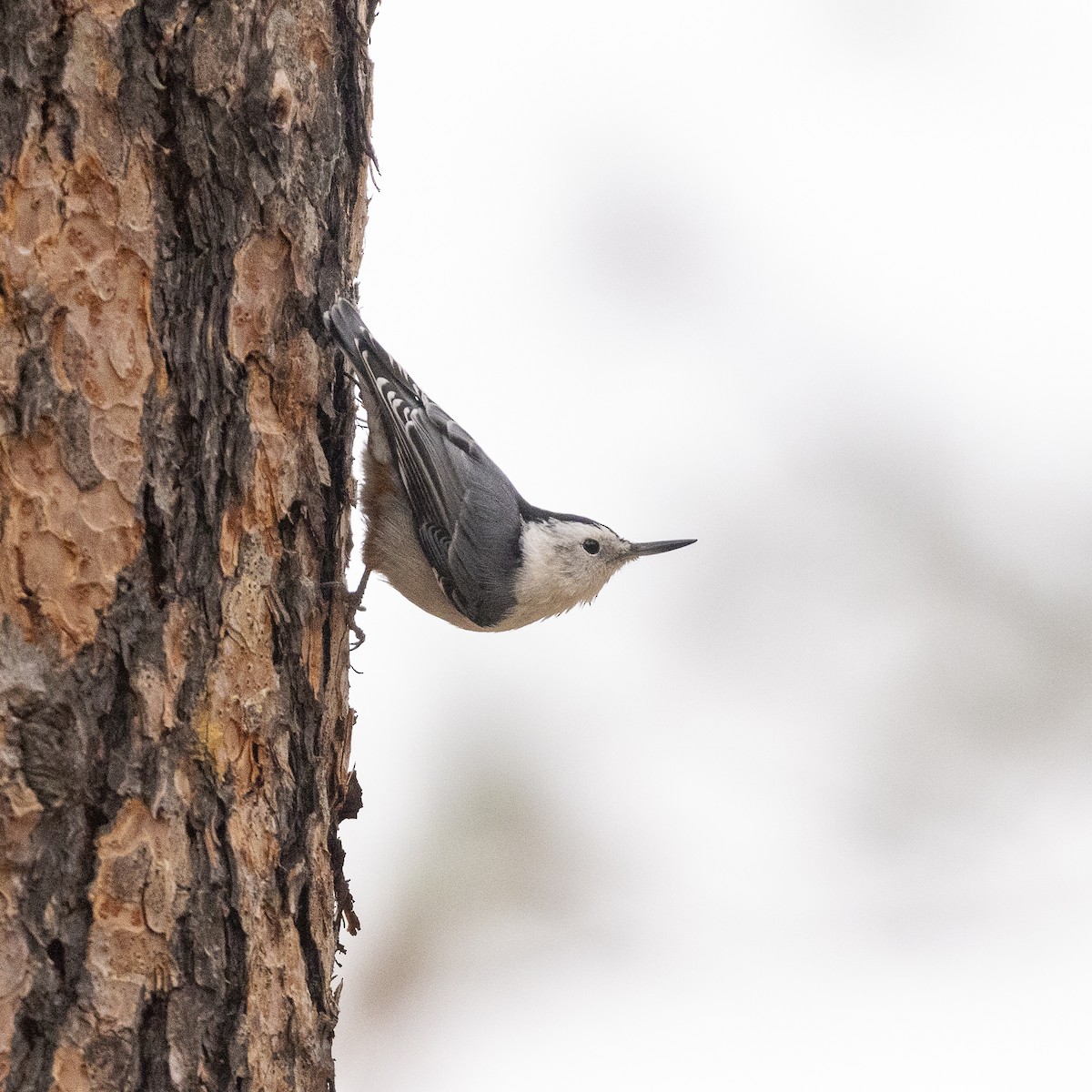 White-breasted Nuthatch - ML609612981