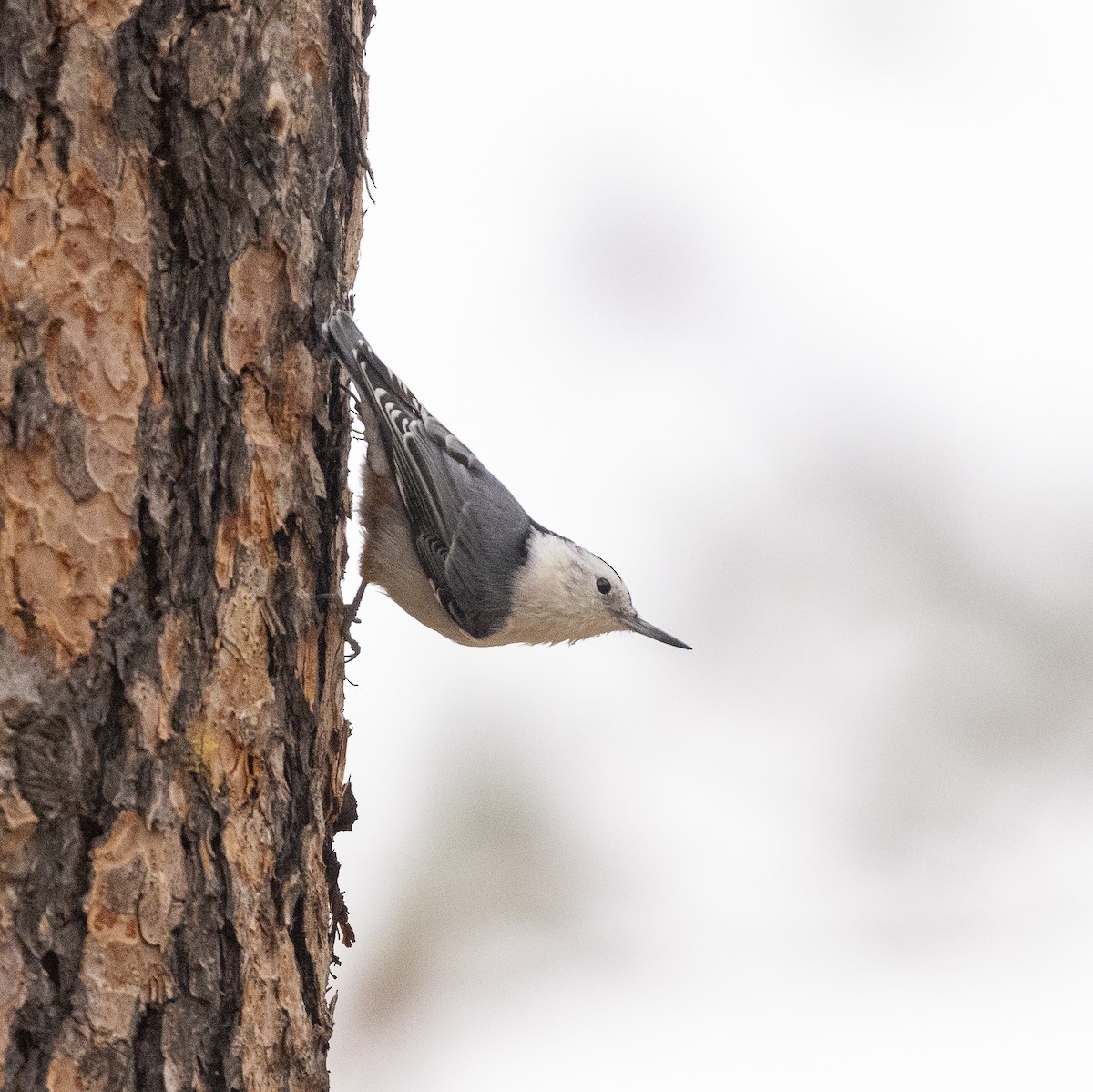 White-breasted Nuthatch - ML609612983