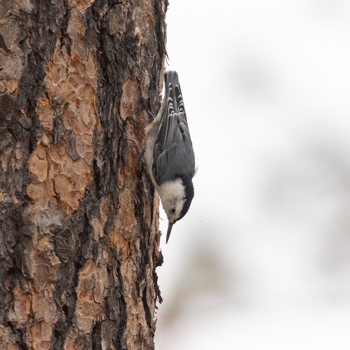 White-breasted Nuthatch - ML609612984