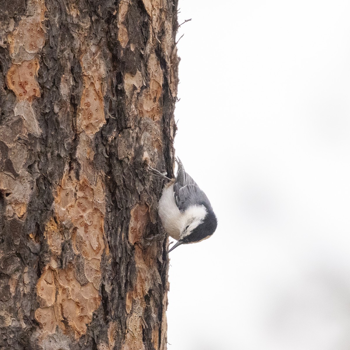 White-breasted Nuthatch - ML609612985