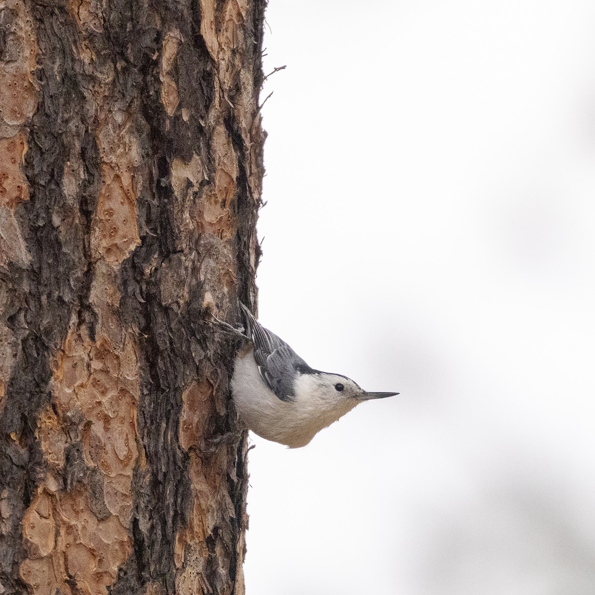 White-breasted Nuthatch - Bill Carpenter