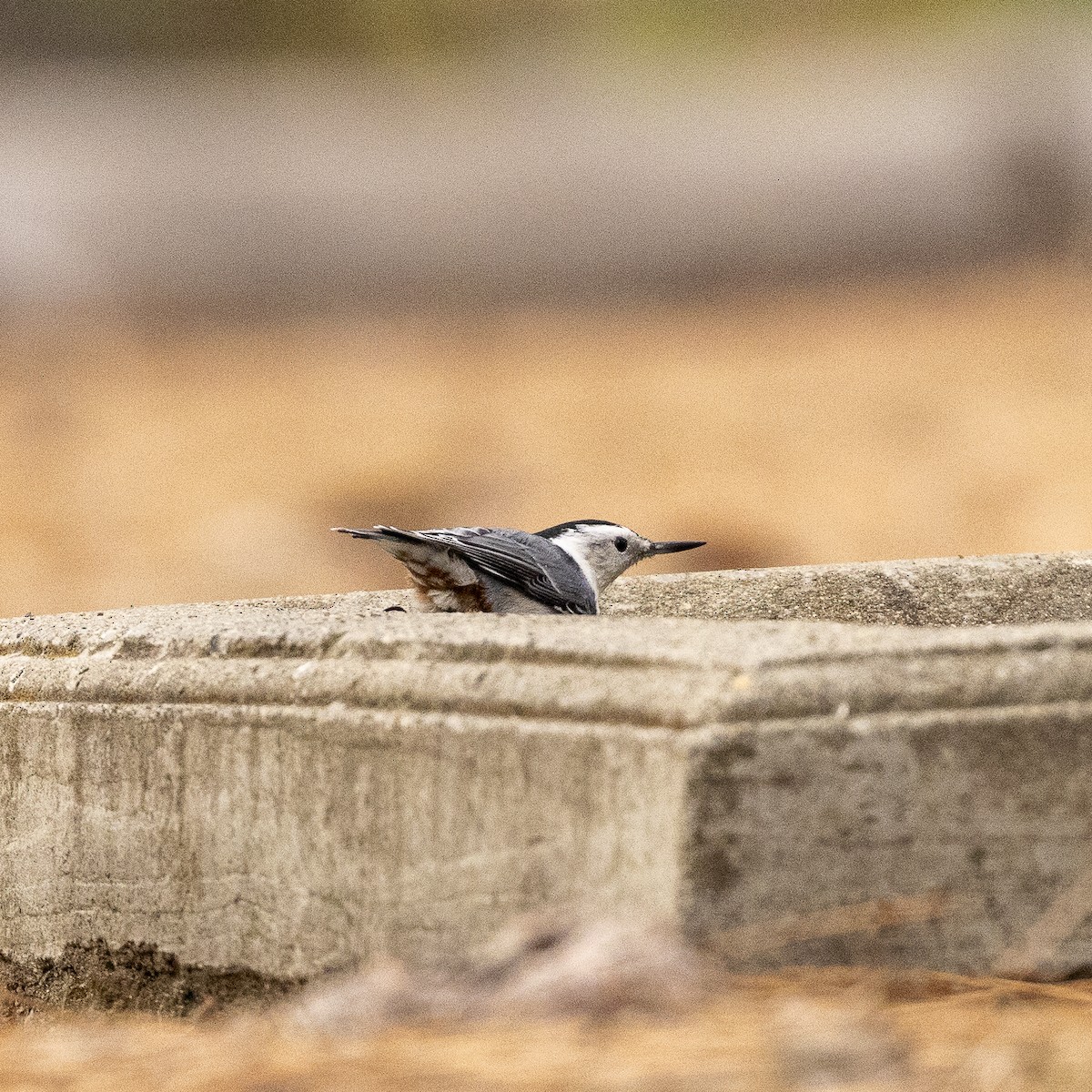 White-breasted Nuthatch - ML609612987