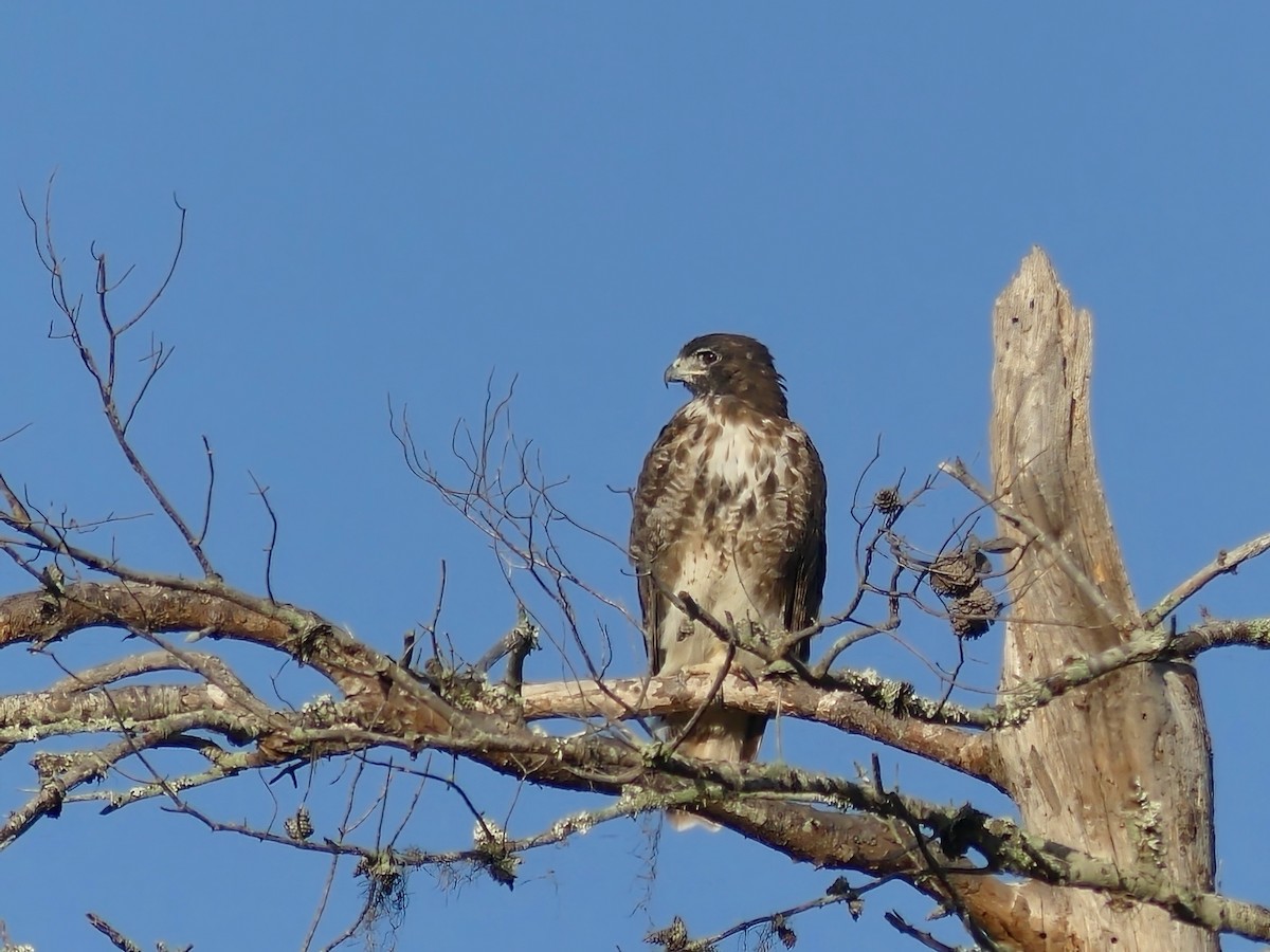 Red-tailed Hawk (umbrinus) - Shelley Rutkin