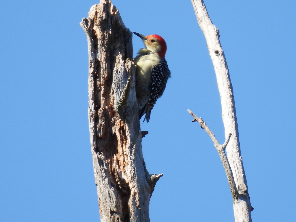 Red-bellied Woodpecker - ML609613829