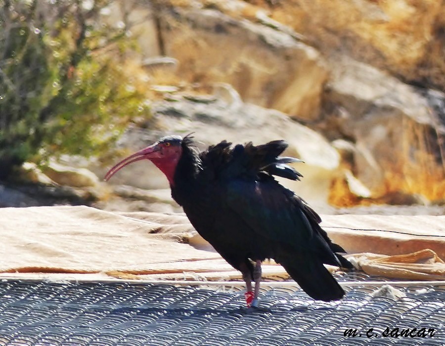 Northern Bald Ibis - Mustafa Coşkun  Sancar