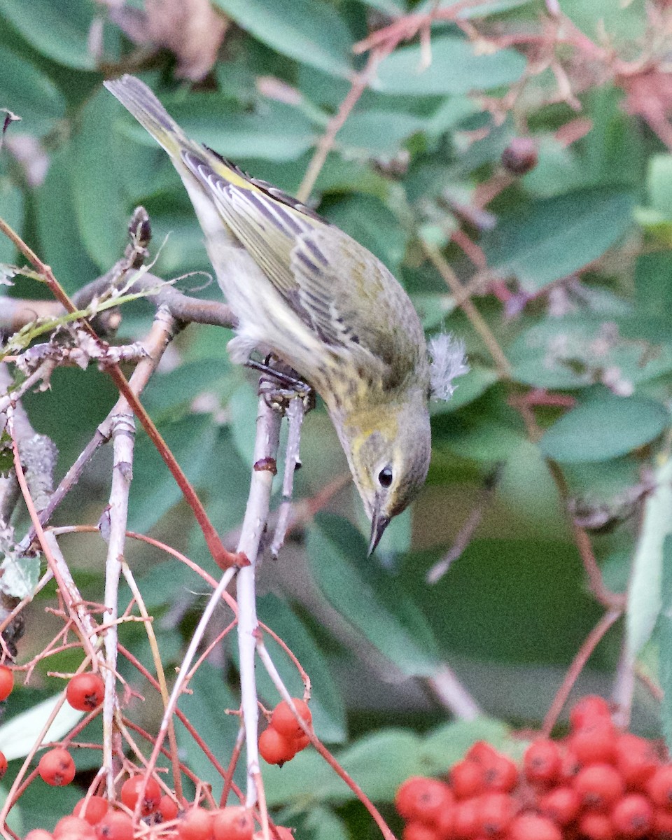 Cape May Warbler - ML609614097