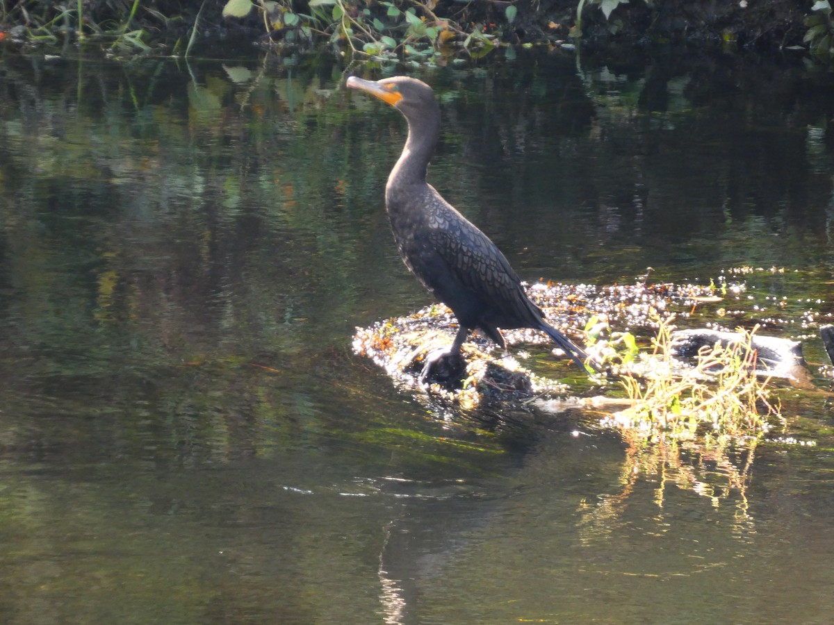 eBird Checklist - 5 Oct 2023 - Redmond--Powerline Trail - 16 species