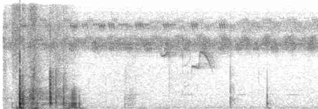 Тиранчик-короткодзьоб південний - ML609614173