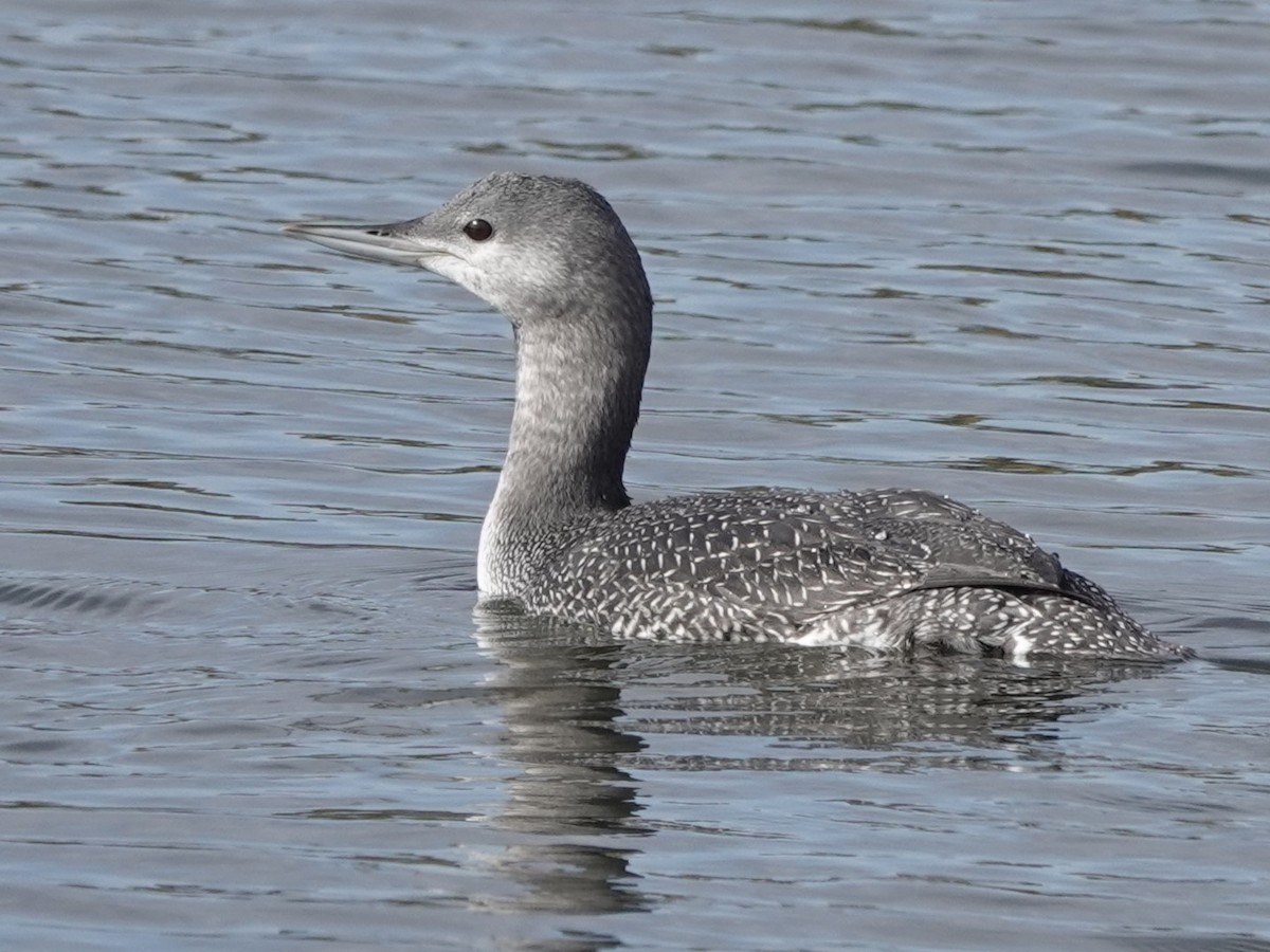 Red-throated Loon - Mike Blancher