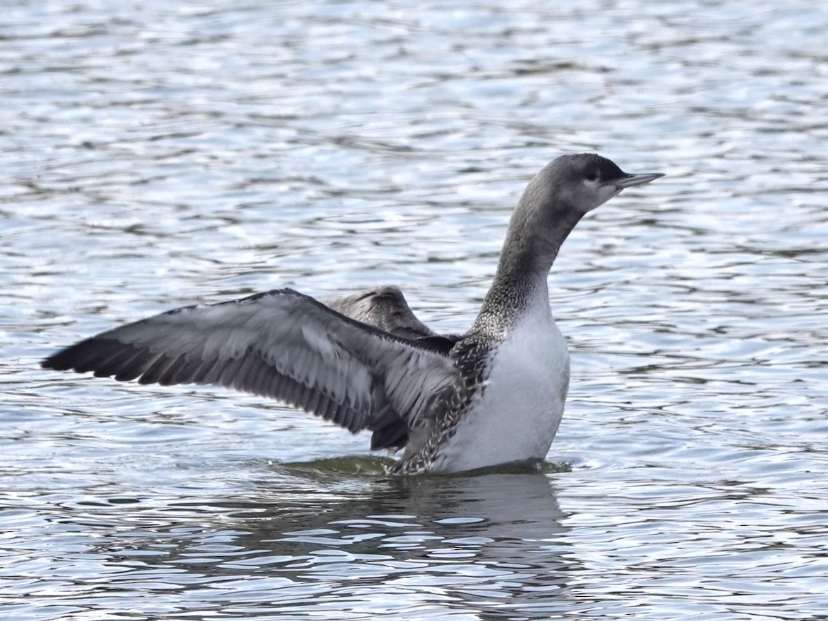 Red-throated Loon - ML609614958
