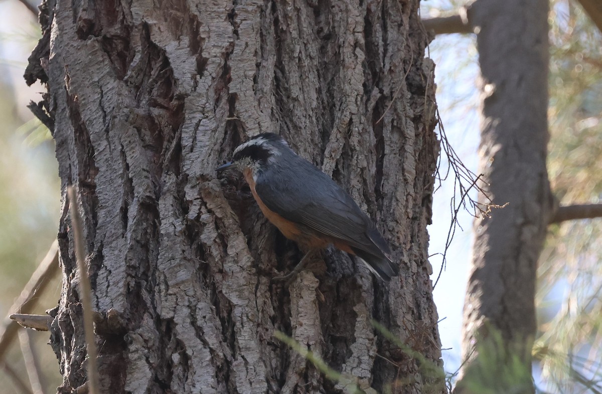 Red-breasted Nuthatch - ML609614960