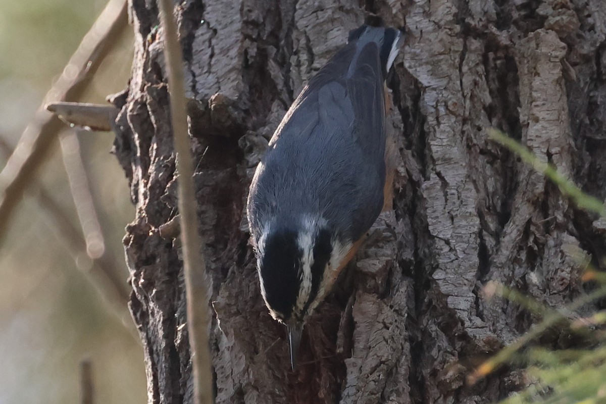Red-breasted Nuthatch - ML609614962
