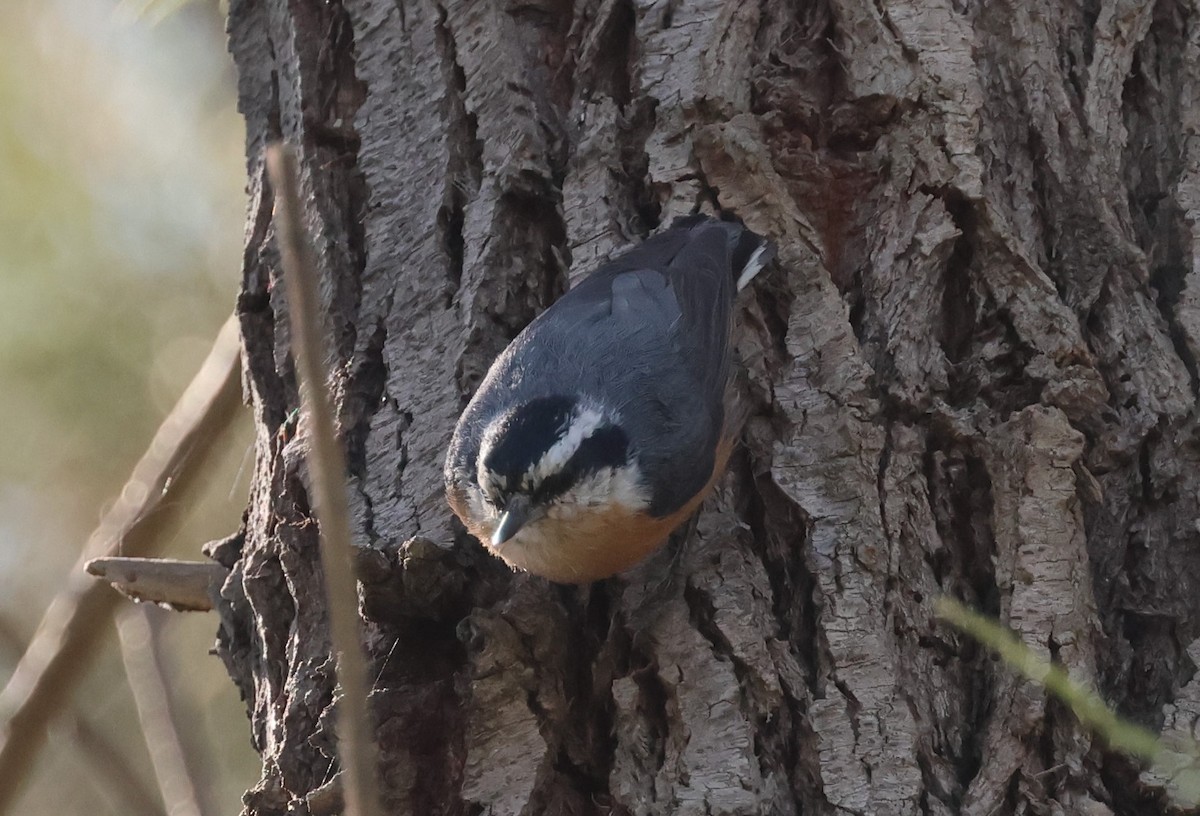 Red-breasted Nuthatch - ML609614963