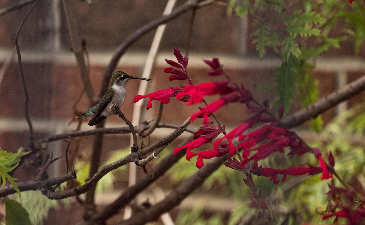 Ruby-throated Hummingbird - Karen Lee Lewis