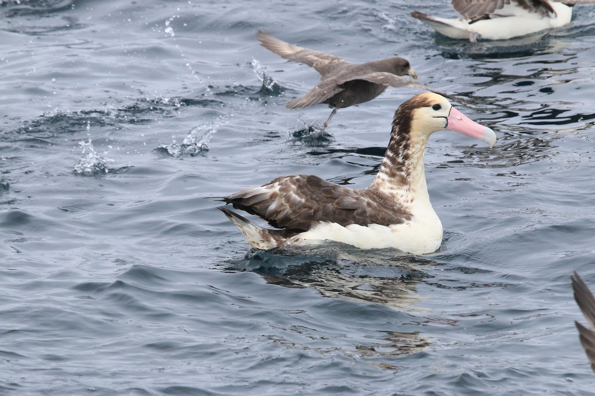 Short-tailed Albatross - Vicki  Sandage