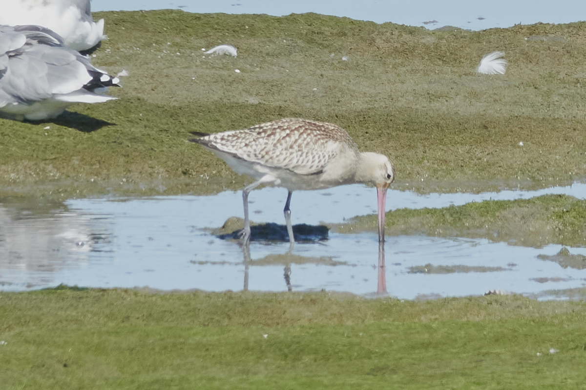 eBird Checklist 5 Oct 2023 Middle Harbor Shoreline Park, Oakland US