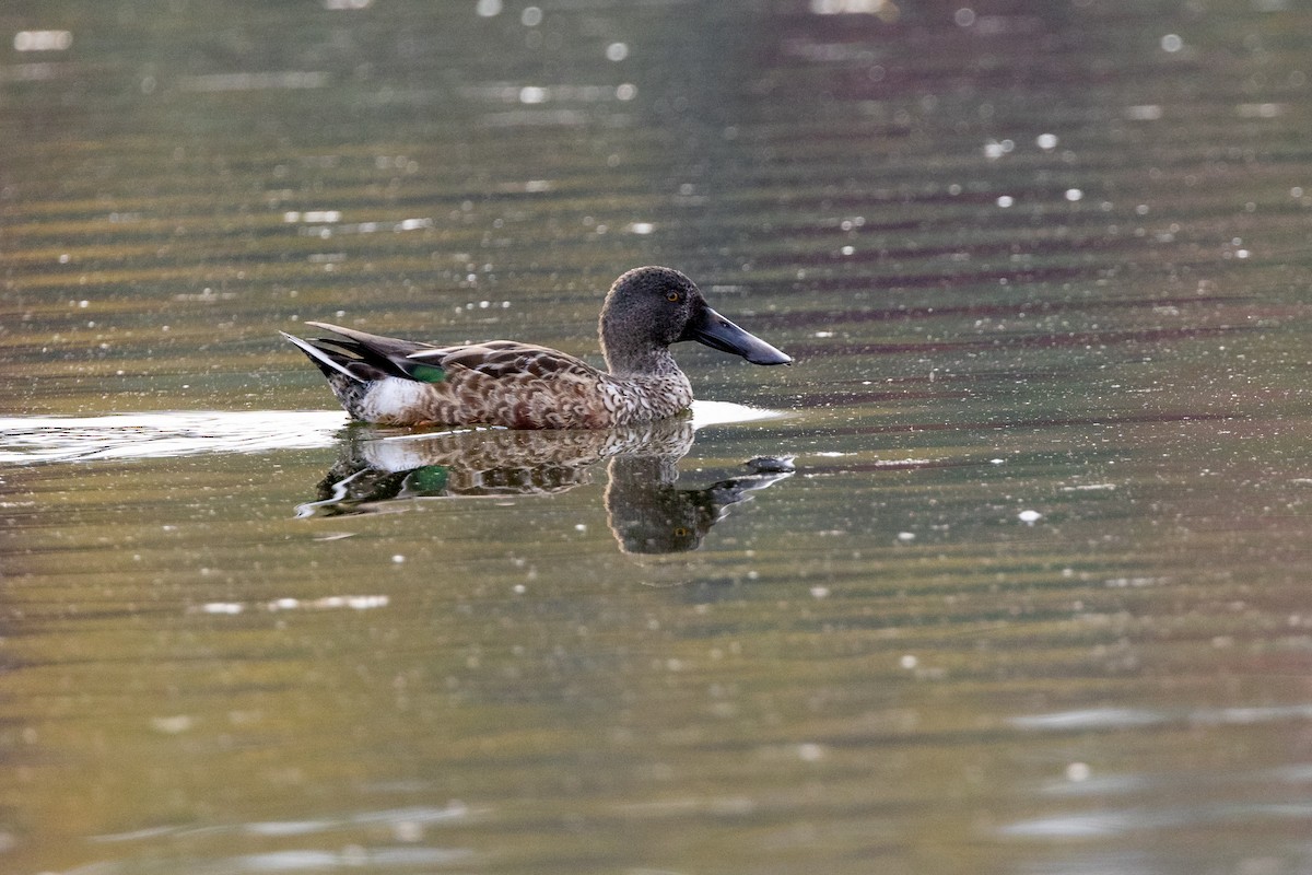 Ebird Checklist - 5 Oct 2023 - Base De Plein Air De Ste-foy - 18 Species