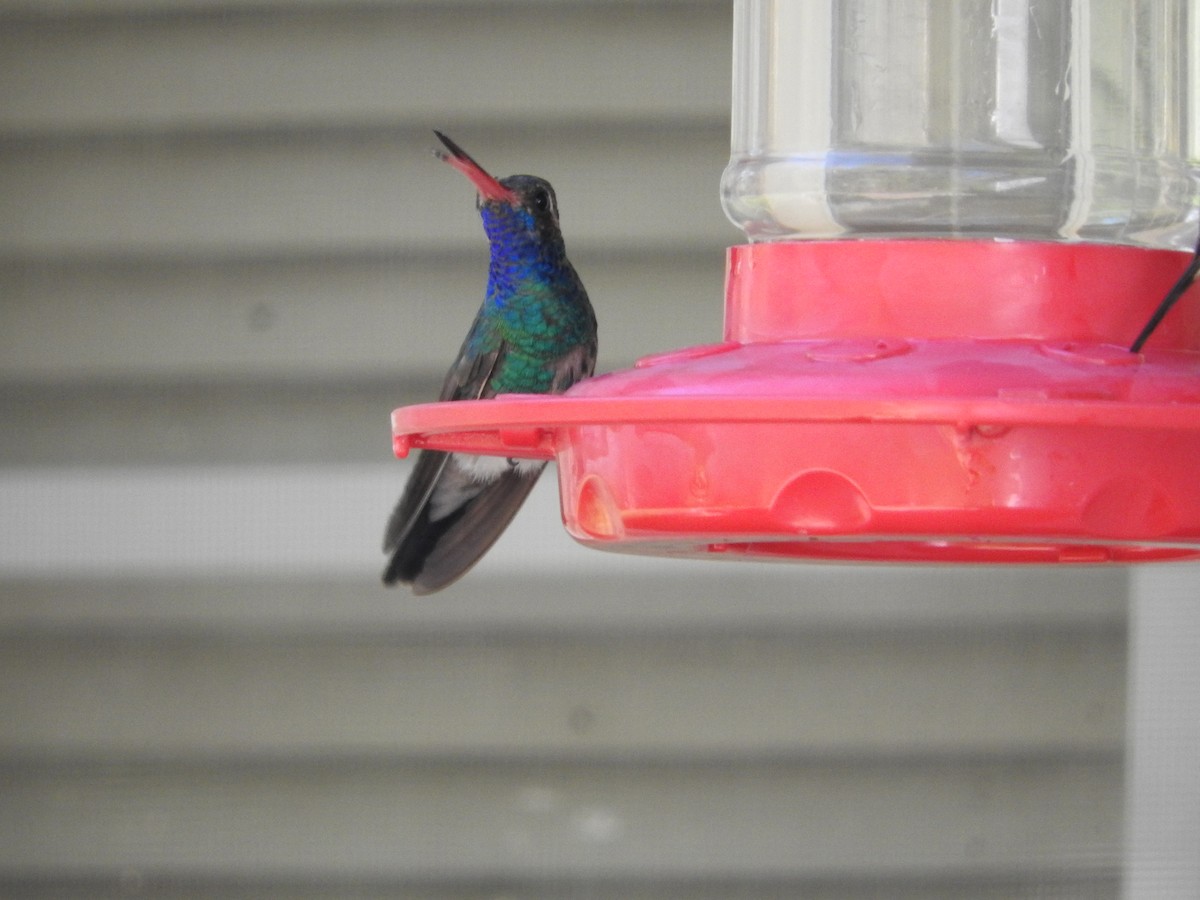 Broad-billed Hummingbird - Geoffrey Helmbold