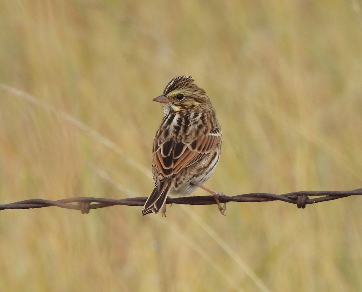 Savannah Sparrow - ML609616278