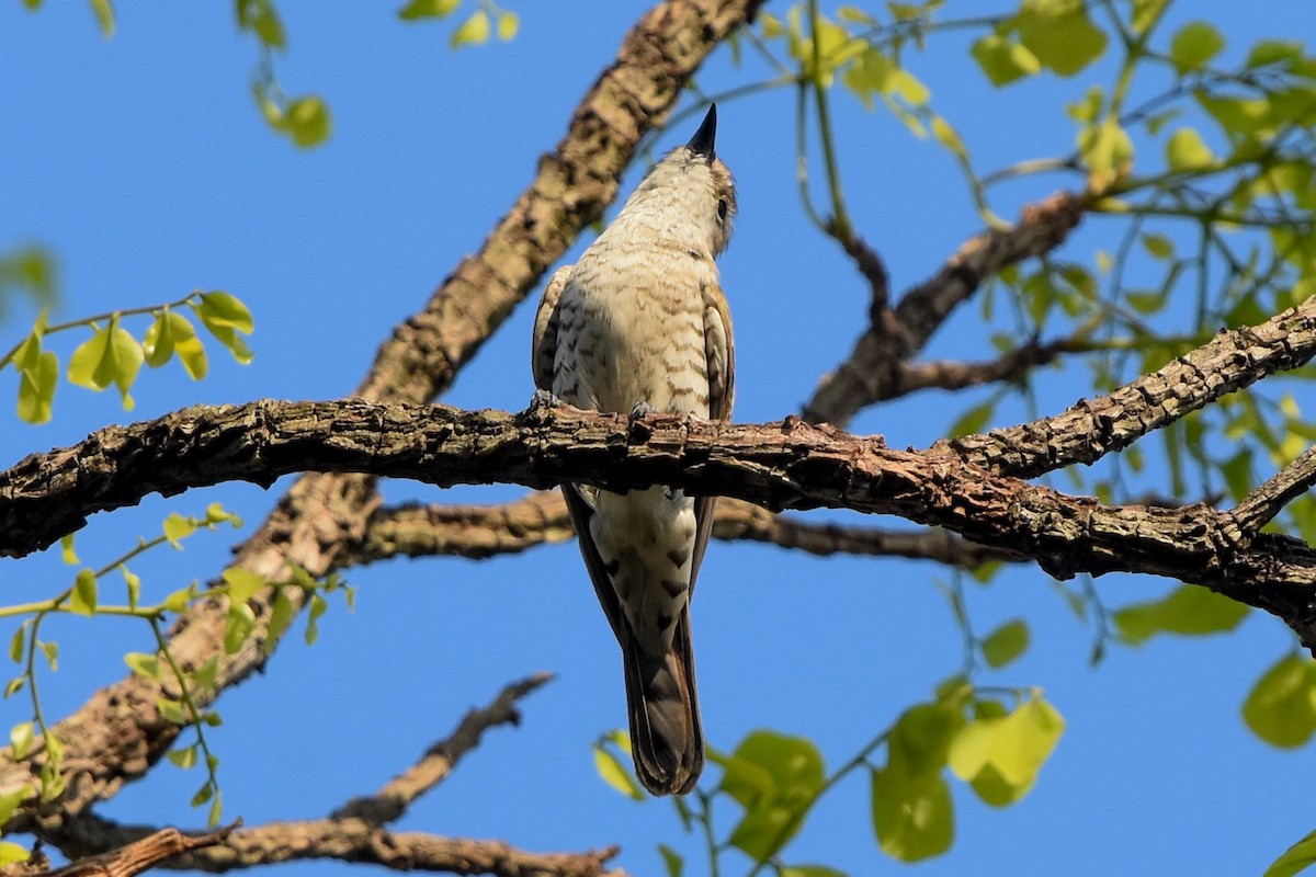 Little Bronze-Cuckoo (Little) - ML609616798