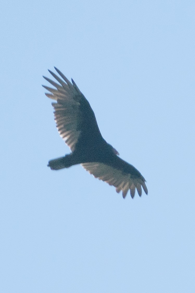 Turkey Vulture - ML609616964