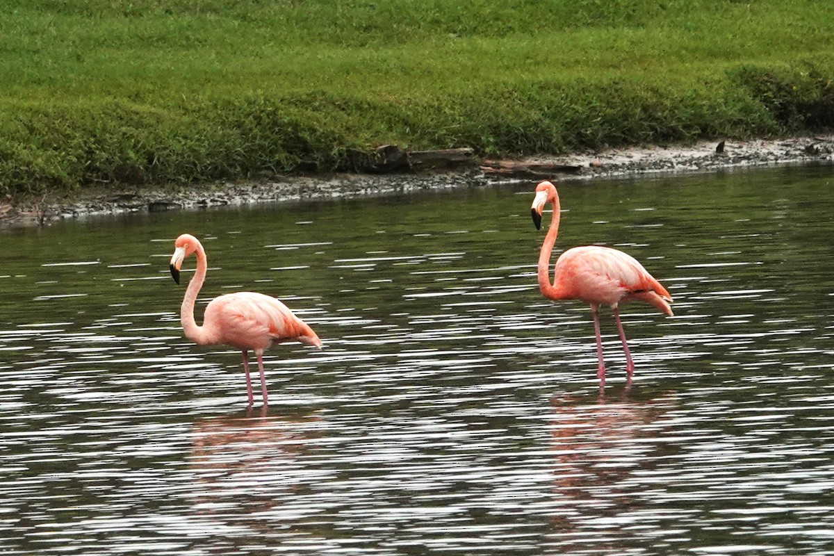 American Flamingo - ML609616978