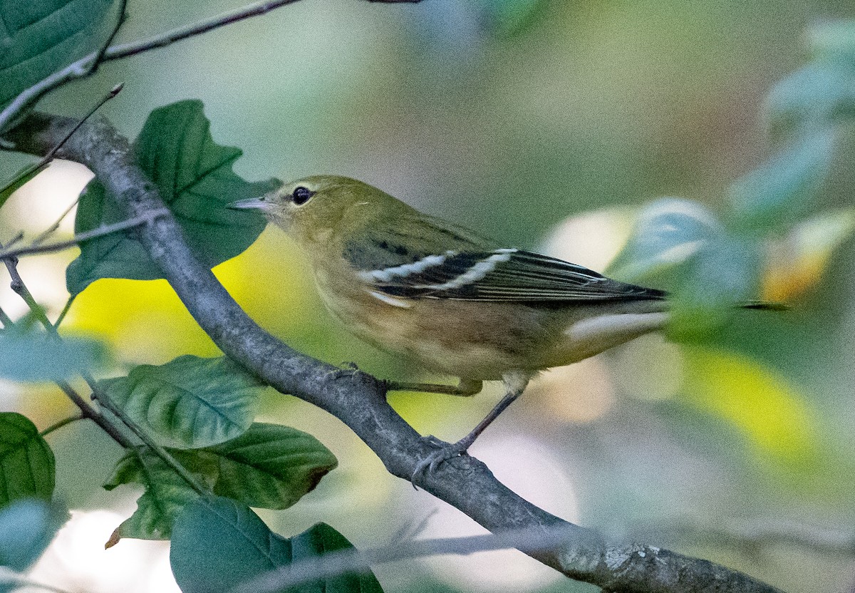 Bay-breasted Warbler - ML609616980