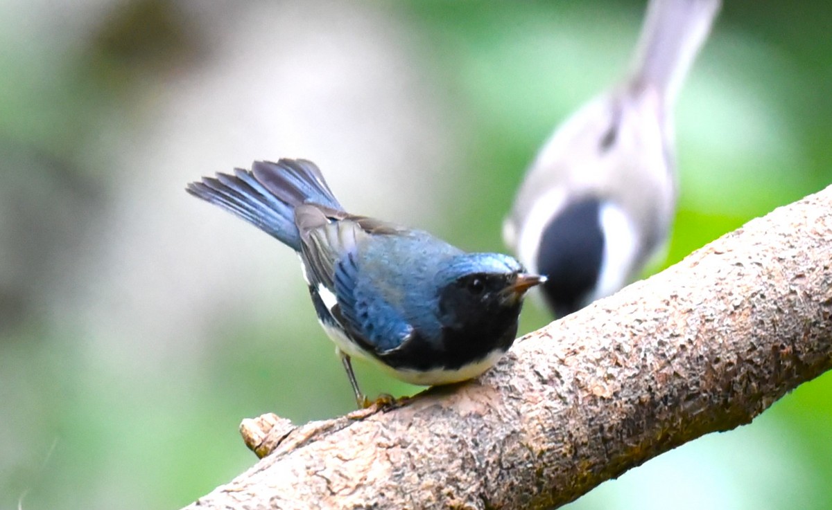 Black-throated Blue Warbler - ML609617011