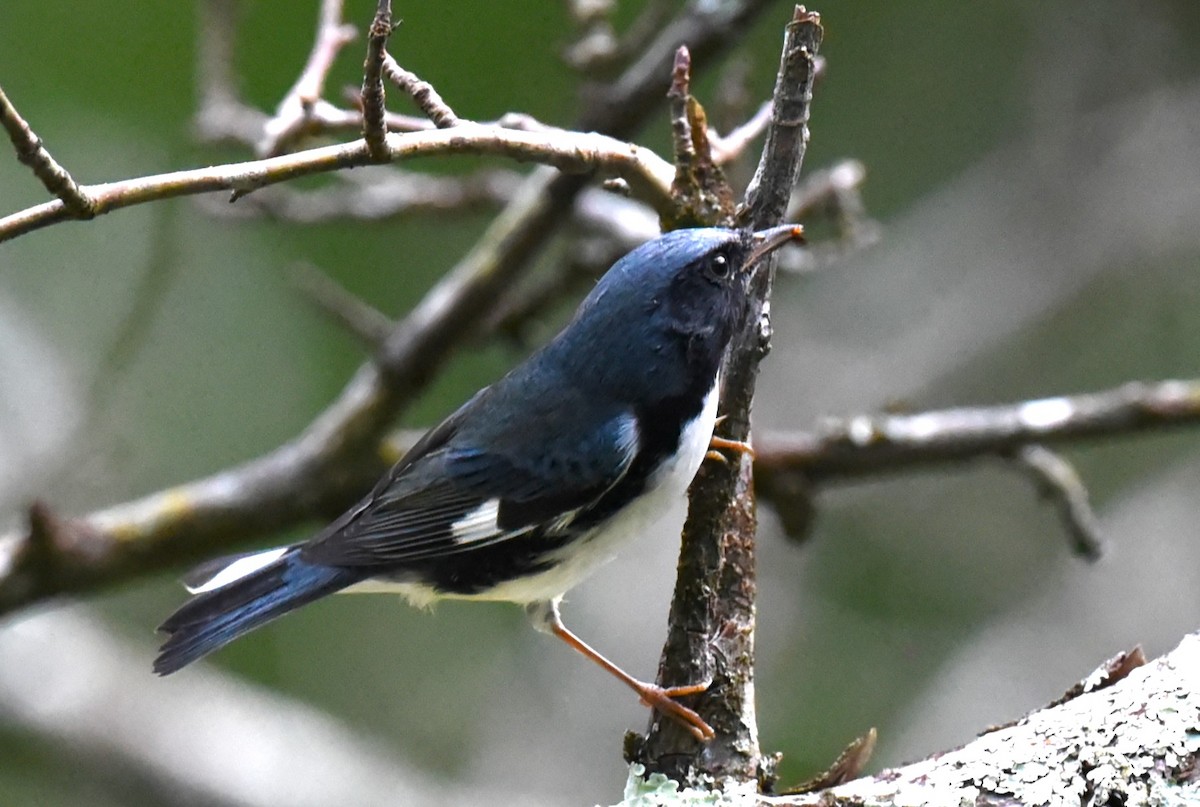 Black-throated Blue Warbler - ML609617012