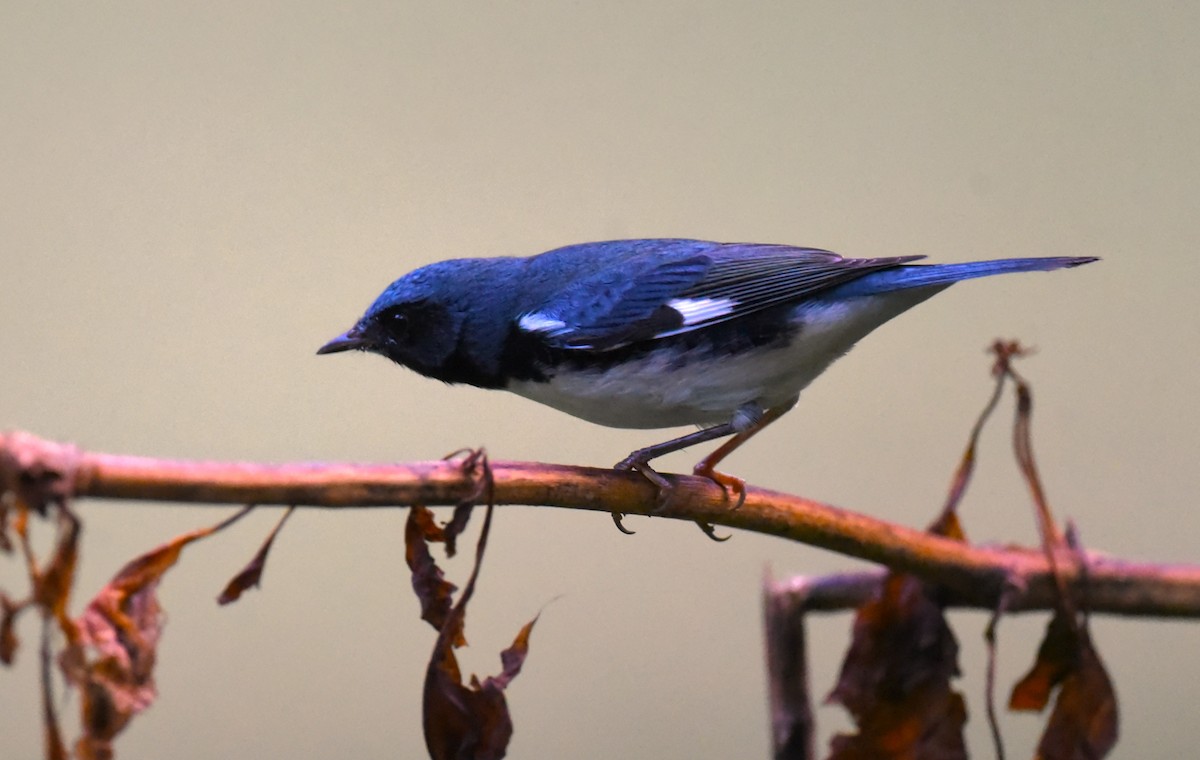 Black-throated Blue Warbler - ML609617014
