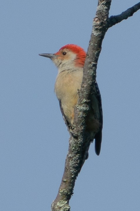 Red-bellied Woodpecker - ML609617155